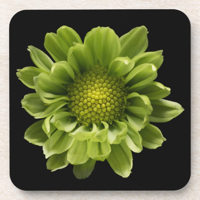 Flowers | Green Chrysanthemum Beverage Coaster (Front)