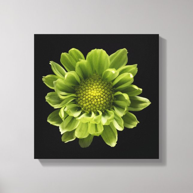 Flowers | Green Chrysanthemum Canvas Print (Front)