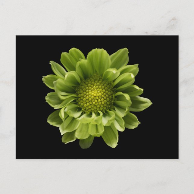 Flowers | Green Chrysanthemum Postcard (Front)