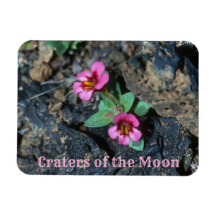 Flowers Growing in Lava Rock, Craters of the Moon Magnet