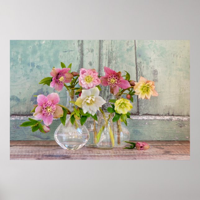 Flowers | Hellebores in Vases Poster (Front)
