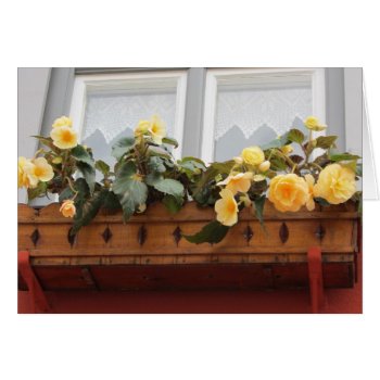 Flowers In A Window Box by seashell2 at Zazzle