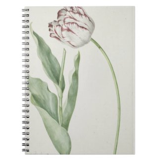 Flowers in Art: White & Red Tulip Notebook