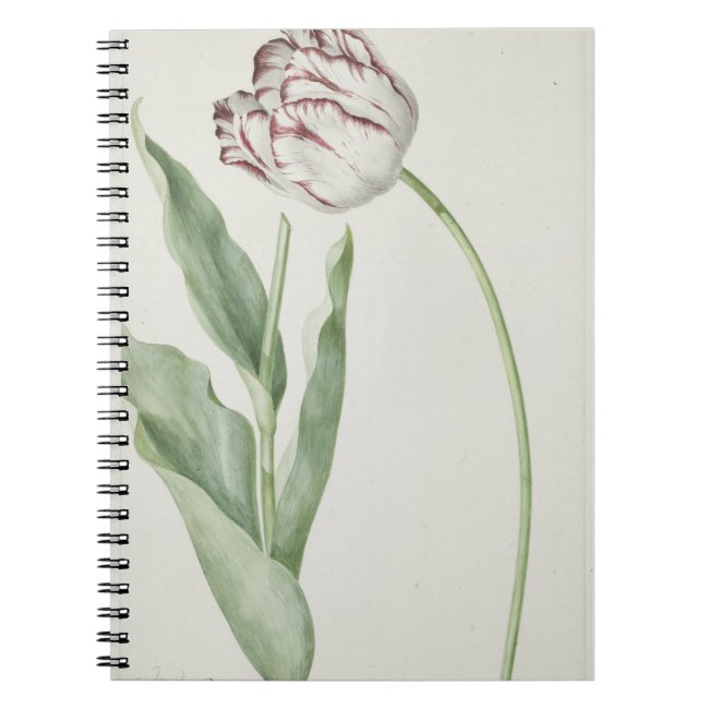 Flowers in Art: White & Red Tulip Notebook