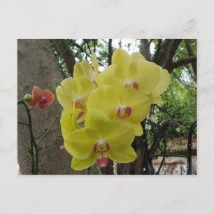Flowers  in Chiang Mai Thailand Postcard
