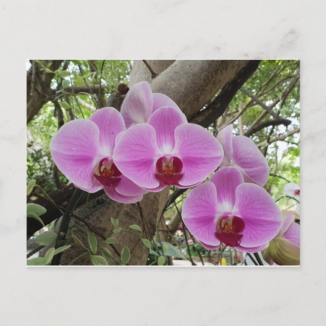 Flowers  in Chiang Mai Thailand Postcard (Front)