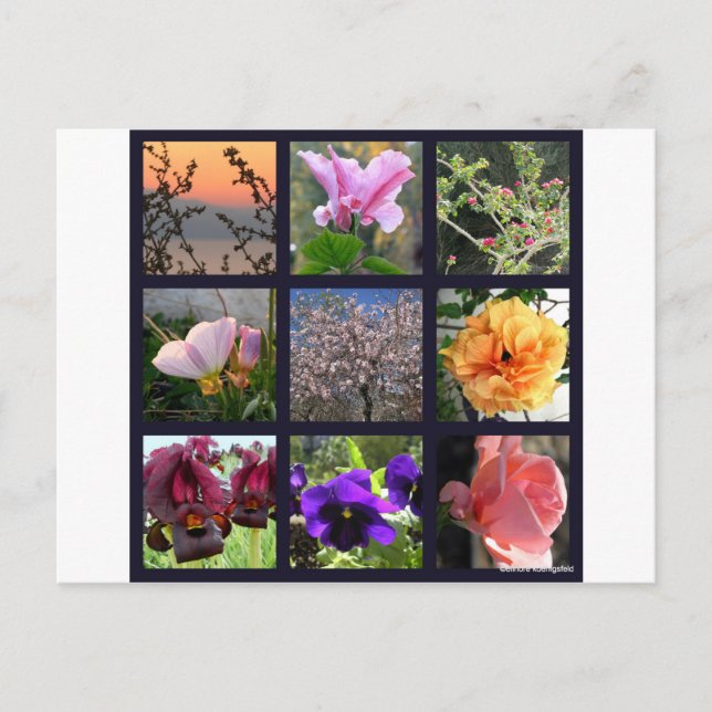 Flowers in Israel Postcard (Front)