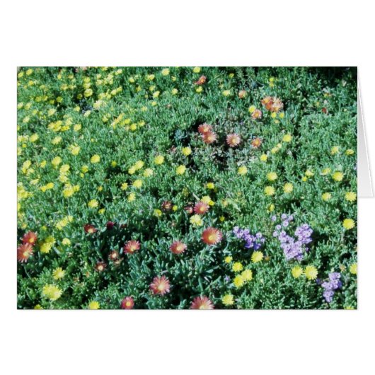 flowers in mexico (Front Horizontal)