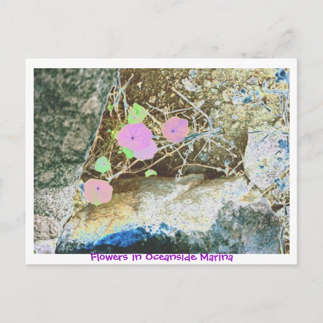 Flowers in Oceanside Marina Postcard (Front)