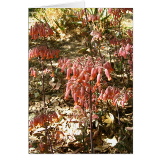 Flowers in Parque Tangamanga Cards