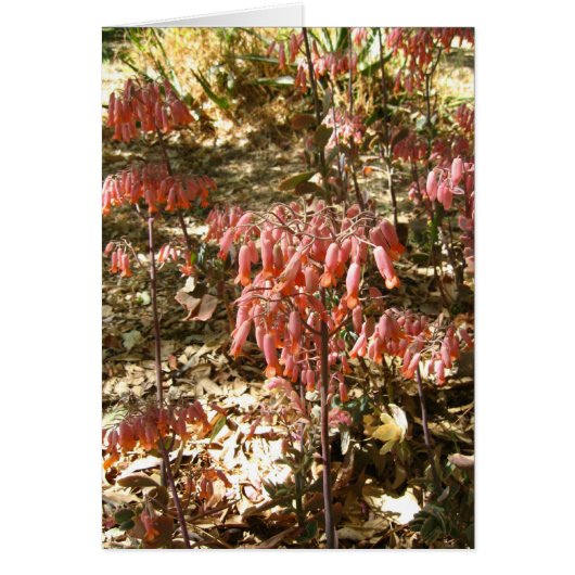 Flowers in Parque Tangamanga Cards (Front)