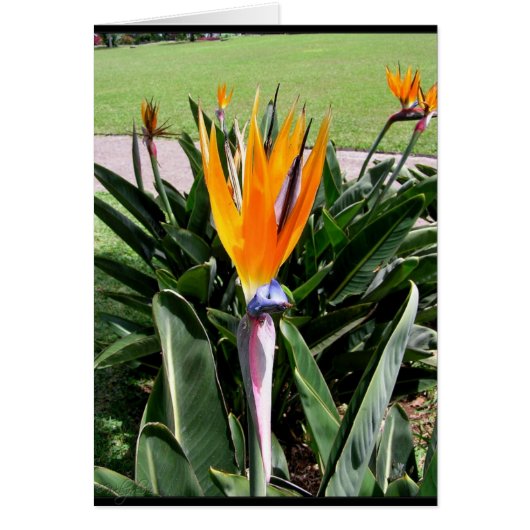 Flowers in Portugal Card (Front)