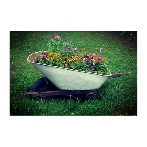 Flowers in Rustic Wheel Barrow Acrylic Print