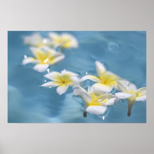 Flowers in water poster (Front)