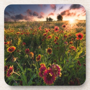 Flowers Indian Blanket Wildflower Texas Beverage Coaster