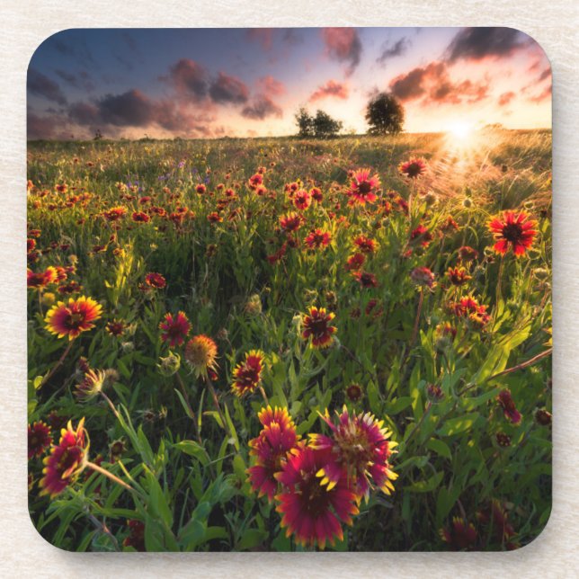 Flowers | Indian Blanket Wildflower Texas Beverage Coaster (Front)