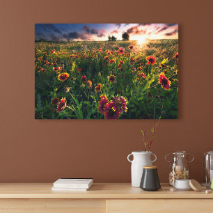 Flowers   Indian Blanket Wildflower Texas Canvas Print