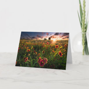 Flowers Indian Blanket Wildflower Texas Card