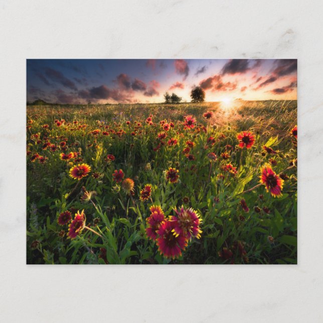 Flowers | Indian Blanket Wildflower Texas Postcard (Front)