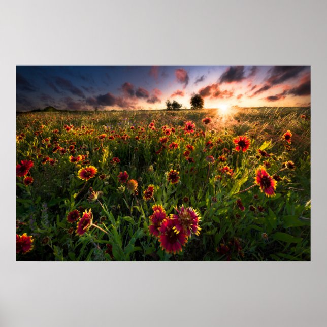 Flowers | Indian Blanket Wildflower Texas Poster (Front)