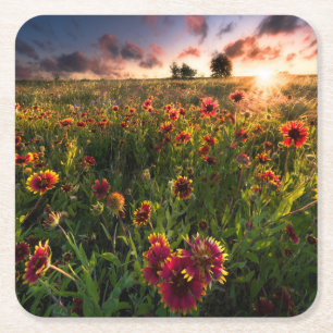Flowers Indian Blanket Wildflower Texas Square Paper Coaster