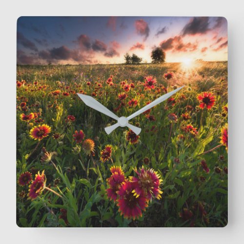 Flowers  Indian Blanket Wildflower Texas Square Wall Clock