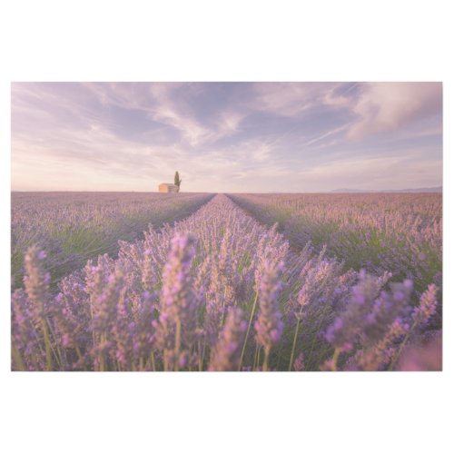 Flowers  Lavender Southern France Gallery Wrap