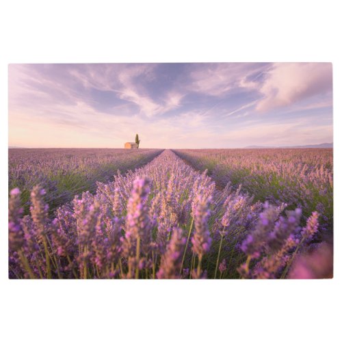 Flowers  Lavender Southern France Metal Print