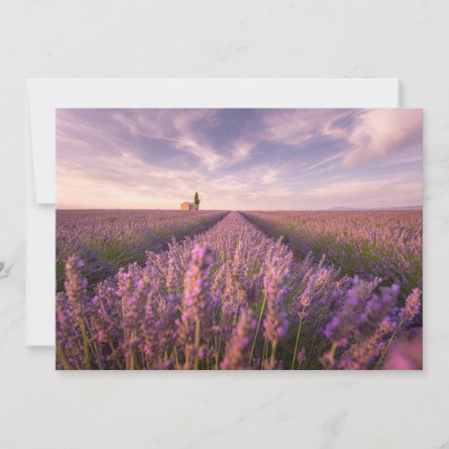 Flowers  Lavender Southern France Thank You Card