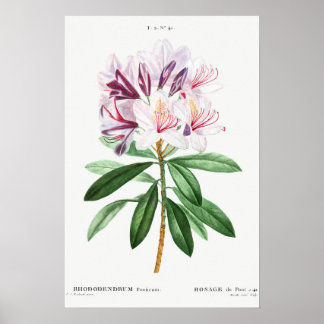 Flowers Leafs Vintage Botanical Art Poster