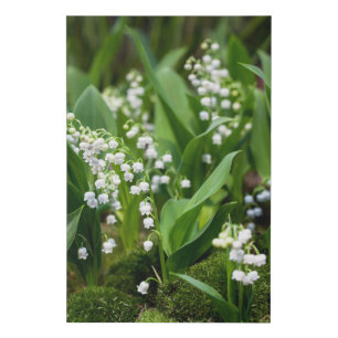 Flowers Lily of the Valley Sweden Faux Canvas Print