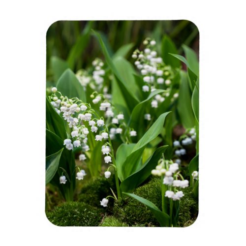 Flowers  Lily of the Valley Sweden Magnet
