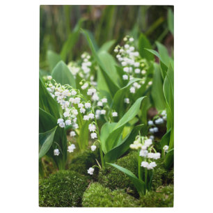 Flowers Lily of the Valley Sweden Metal Print