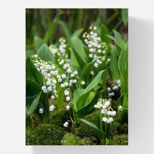 Flowers  Lily of the Valley Sweden Paperweight