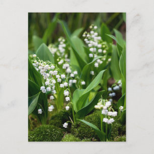 Flowers Lily of the Valley Sweden Postcard