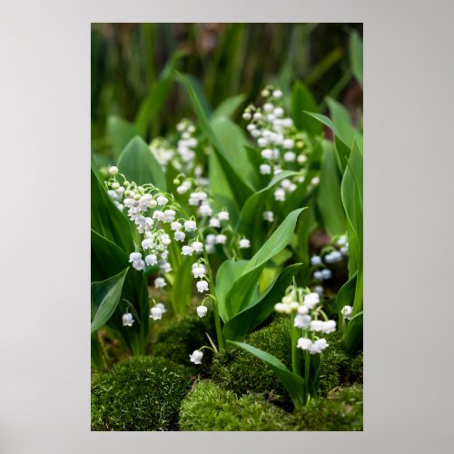 Flowers  Lily of the Valley Sweden Poster