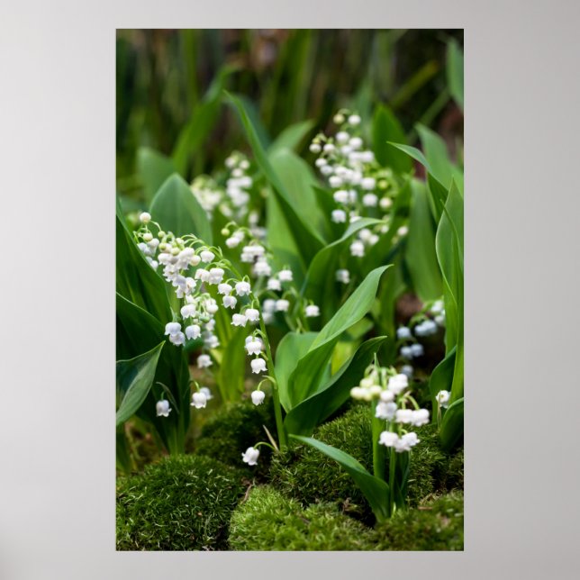 Flowers | Lily of the Valley Sweden Poster (Front)