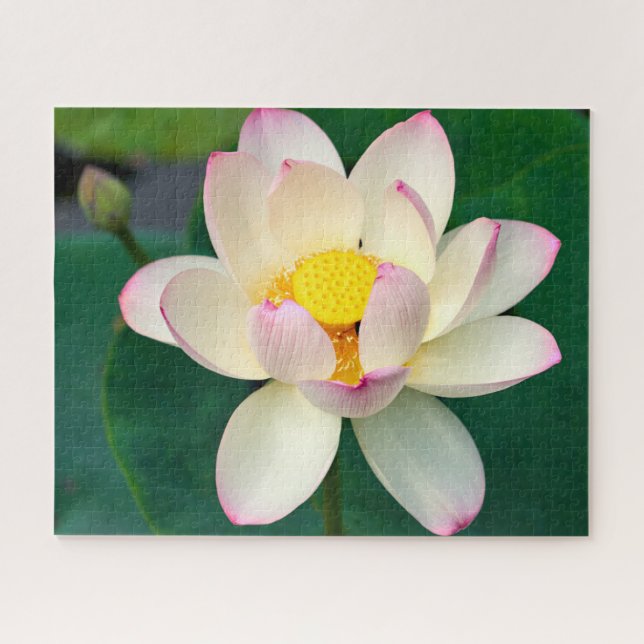 Flowers | Lotus Water Flower Jigsaw Puzzle (Horizontal)