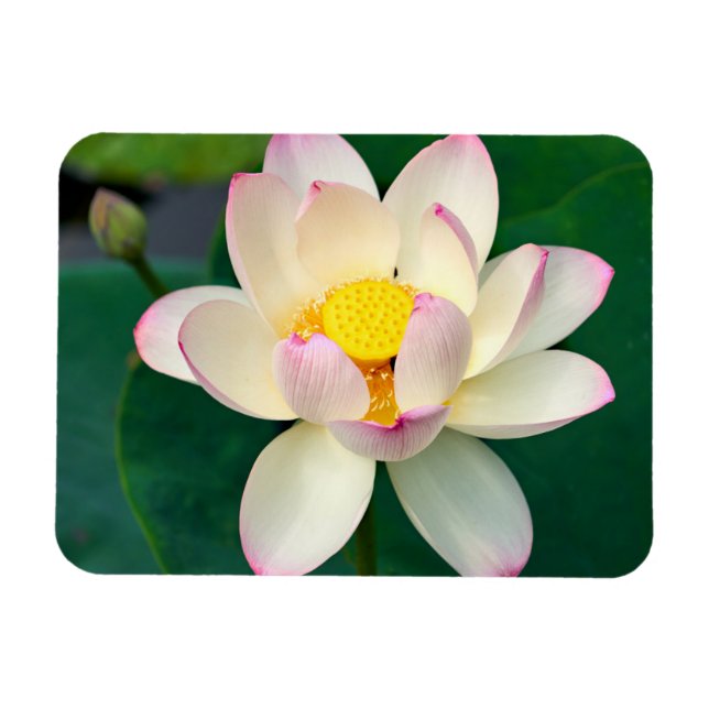 Flowers | Lotus Water Flower Magnet (Horizontal)