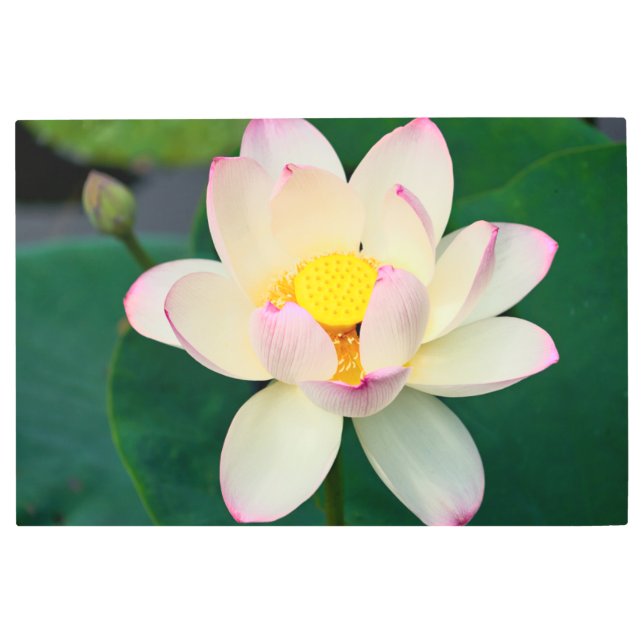 Flowers | Lotus Water Flower Metal Print (Front)
