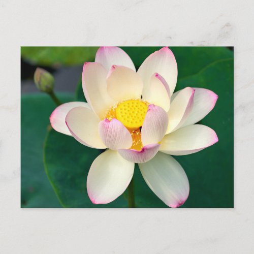 Flowers  Lotus Water Flower Postcard
