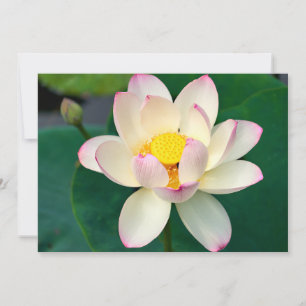 Flowers Lotus Water Flower Thank You Card