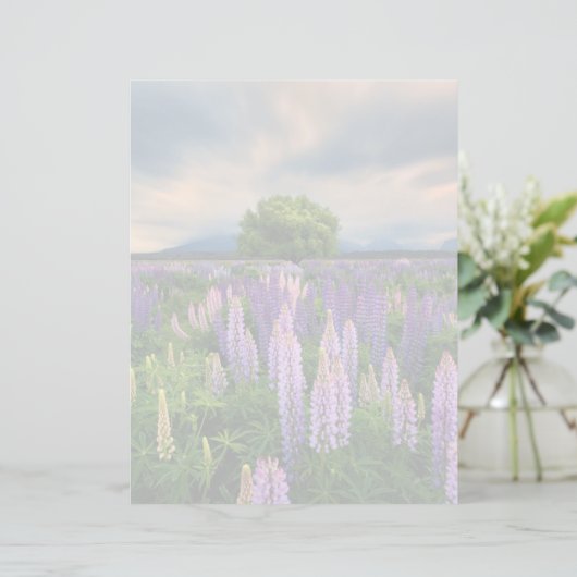 Flowers | Lupine Field in New Zealand (Standing Front)