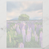 Flowers | Lupine Field in New Zealand (Front)
