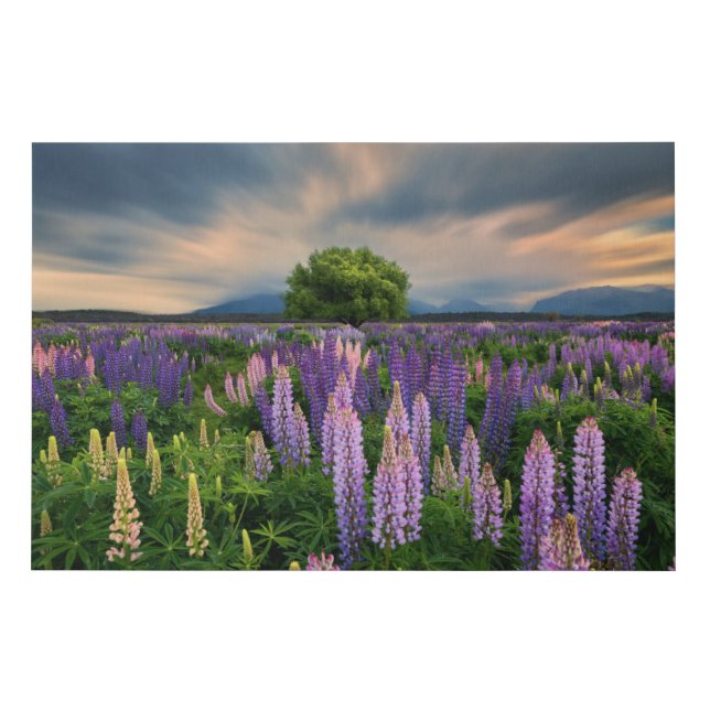 Flowers | Lupine Field in New Zealand Faux Canvas Print (Front)