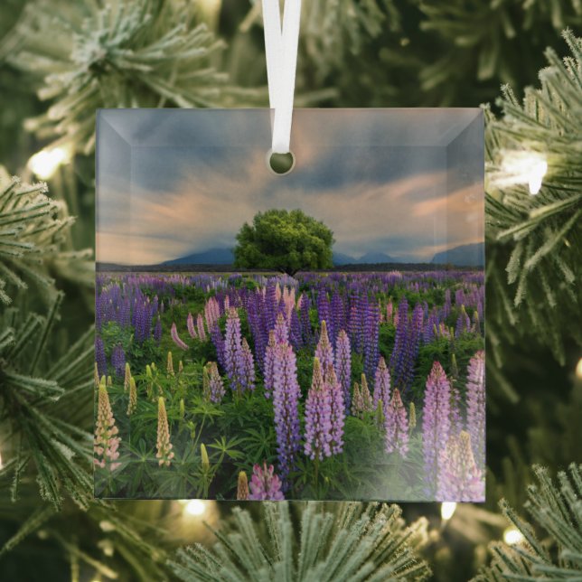 Flowers | Lupine Field in New Zealand Glass Ornament (Insitu)