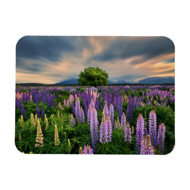 Flowers | Lupine Field in New Zealand Magnet (Horizontal)