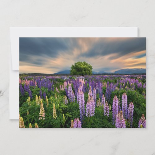 Flowers  Lupine Field in New Zealand Thank You Card