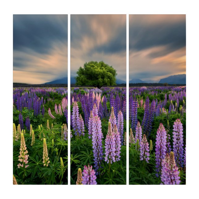 Flowers | Lupine Field in New Zealand Triptych (Front)