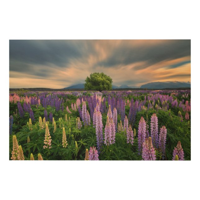 Flowers | Lupine Field in New Zealand Wood Wall Art (Front)